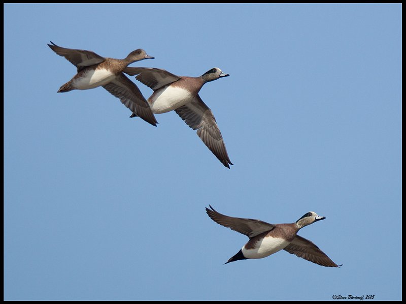_5SB7265 american wigeons.jpg